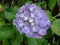 Hydrangea Blue 